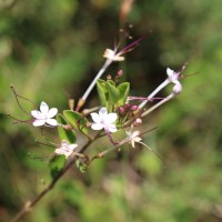 Volkameria inermis L.